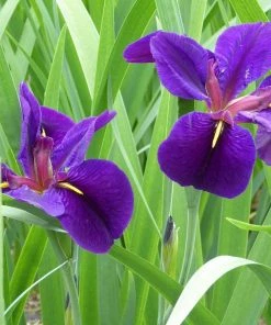 Roots Plants Iris Louisiana 'Black Gamecock' Irises 5 Roots Plants Iris Louisiana 'Black Gamecock' Irises