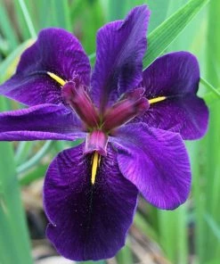 Roots Plants Iris Louisiana 'Black Gamecock' Irises 6 Roots Plants Iris Louisiana 'Black Gamecock' Irises