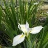 Roots Plants Iris Louisiana 'Her Highness' 1 Roots Plants Iris Louisiana 'Her Highness'