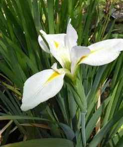 Roots Plants Iris Louisiana 'Her Highness'