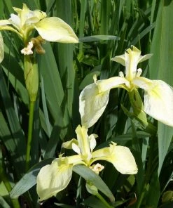 Roots Plants Iris Pseudacorus Bastardii