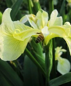 Roots Plants Iris Pseudacorus Bastardii