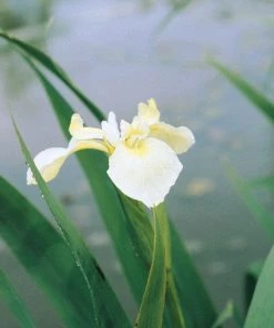 Roots Plants Iris Pseudacorus Bastardii 4 Roots Plants Iris Pseudacorus Bastardii
