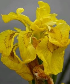 Roots Plants Iris Pseudacorus 'Flore Pleno' Irises 4 Roots Plants Iris Pseudacorus 'Flore Pleno' Irises