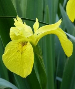 Roots Plants Irises Iris Pseudacorus