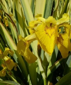 Roots Plants Iris Pseudacorus 'Variegata' 3L Pot Irises