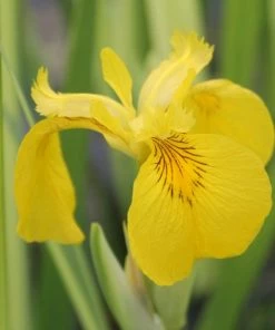 Roots Plants Iris Pseudacorus 'Variegata' 3L Pot Irises 4 Roots Plants Iris Pseudacorus 'Variegata' 3L Pot Irises