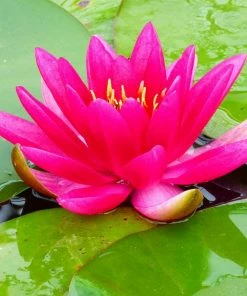 Roots Plants James Brydon Water Lily | Nymphaea