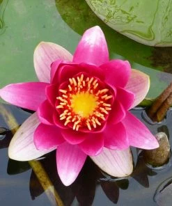 Roots Plants James Brydon Water Lily | Nymphaea