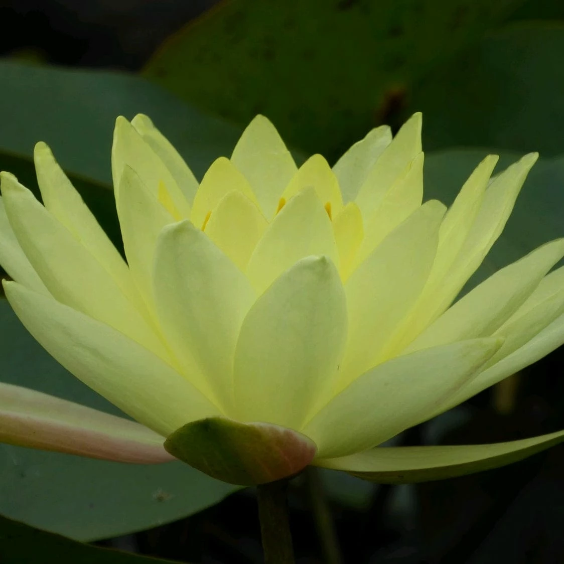 Roots Plants Joey Tomocik Water Lily | Nymphaea Roots Plants Joey Tomocik Water Lily | Nymphaea