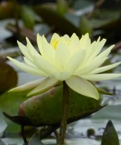 Roots Plants Joey Tomocik Water Lily | Nymphaea 4 Roots Plants Joey Tomocik Water Lily | Nymphaea