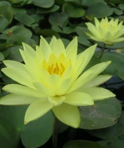 Roots Plants Joey Tomocik Water Lily | Nymphaea 6 Roots Plants Joey Tomocik Water Lily | Nymphaea