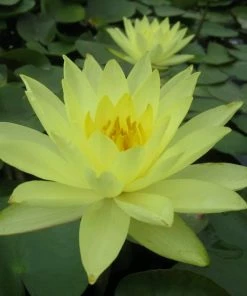 Roots Plants Joey Tomocik Water Lily | Nymphaea 7 Roots Plants Joey Tomocik Water Lily | Nymphaea