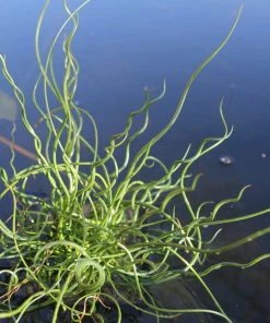 Roots Plants All Pond Plants Best Pond Plants For Any Size Pond | All In One | Oxygenating & Wildlife | Flowers & Structure 12 Roots Plants All Pond Plants Best Pond Plants For Any Size Pond | All In One | Oxygenating & Wildlife | Flowers & Structure