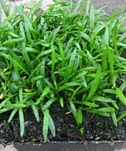 Roots Plants Grasses Brazilian Micro Sword | Lilaeopsis Brasiliensis| Oxygenating 1L Pot
