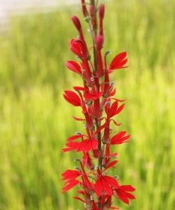 Roots Plants All Pond Plants Best Pond Plants For Any Size Pond | All In One | Oxygenating & Wildlife | Flowers & Structure 11 Roots Plants All Pond Plants Best Pond Plants For Any Size Pond | All In One | Oxygenating & Wildlife | Flowers & Structure