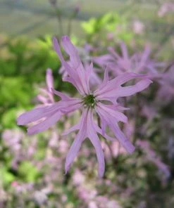 Roots Plants Ragged Robin