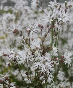 Roots Plants White Robin Ragged Robin