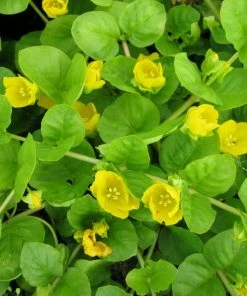 Roots Plants All Pond Plants Pond In A Pot Planting Kit | Oxygenating & Wildlife | Flowers & Structure