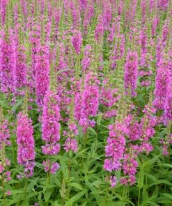 Roots Plants All Pond Plants Loosestrife | Lythrum Salicaria Robert