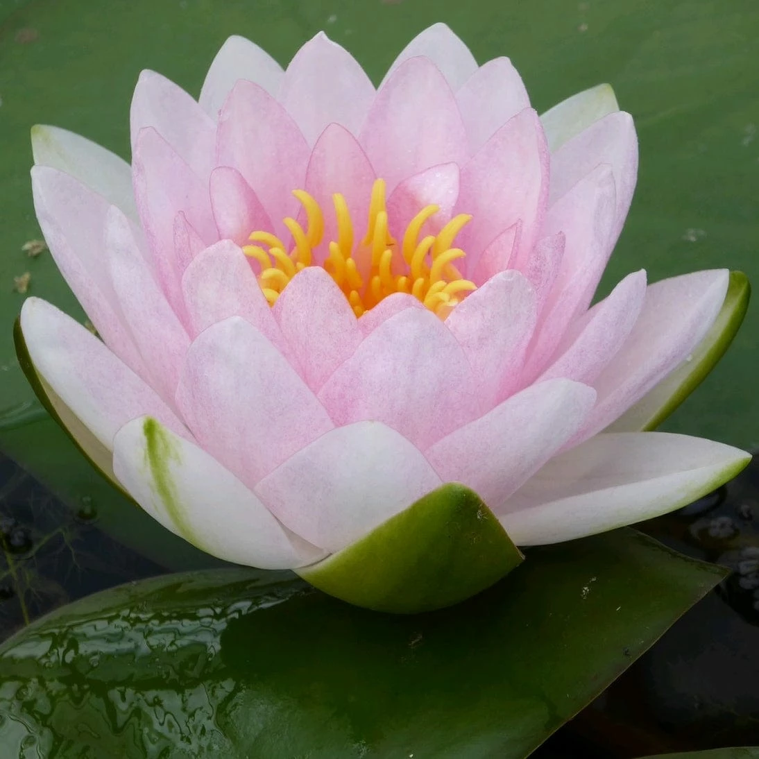 Roots Plants Pink Water Lily | Nymphaea Madame Wilfron Gonnere Roots Plants Pink Water Lily | Nymphaea Madame Wilfron Gonnere