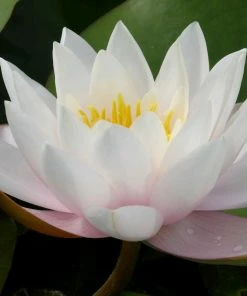 Roots Plants Large Water Lily | Nymphaea Marliacea Carnea