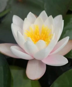 Roots Plants Large Water Lily | Nymphaea Marliacea Carnea