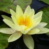 Roots Plants Yellow Water Lily | Nymphaea Marliacea Chromatella