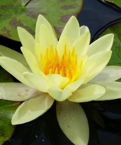 Roots Plants Yellow Water Lily | Nymphaea Marliacea Chromatella