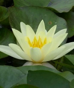 Roots Plants Yellow Water Lily | Nymphaea Marliacea Chromatella