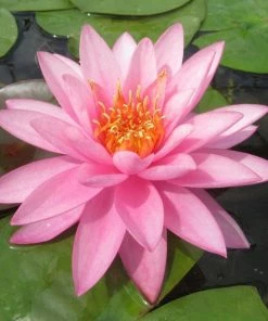 Roots Plants Large Double Petal Water Lily | Nymphaea Mayla