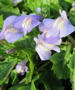 Roots Plants Chinese Marshflower | Mazus Reptans All Pond Plants