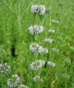 Roots Plants Pennyroyal | Mentha Pulegium All Pond Plants 4 Roots Plants Pennyroyal | Mentha Pulegium All Pond Plants