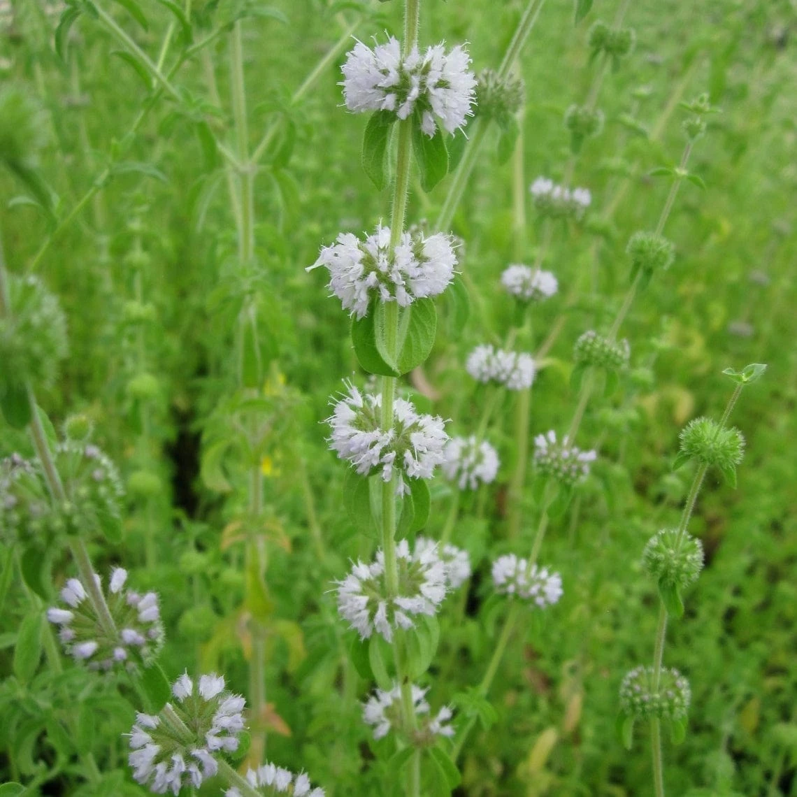 Roots Plants Pennyroyal | Mentha Pulegium All Pond Plants Roots Plants Pennyroyal | Mentha Pulegium All Pond Plants