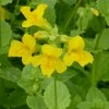 Roots Plants All Pond Plants Mimulus Guttatus | Yellow Monkey Flower