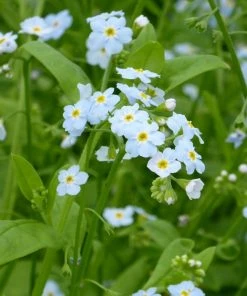 Roots Plants Forget Me Not Water Forget-Me-Not | Myosotis Scorpioides