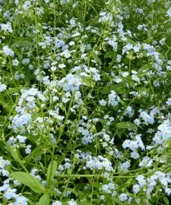 Roots Plants Forget Me Not Water Forget-Me-Not | Myosotis Scorpioides