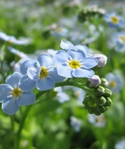 Roots Plants Forget Me Not Water Forget-Me-Not | Myosotis Scorpioides
