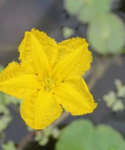 Roots Plants Miniature Pond Collection | 6 X 1L Pots All Pond Plants