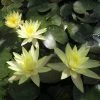 Roots Plants Nymphaea Odorata Sulphurea | Water Lily