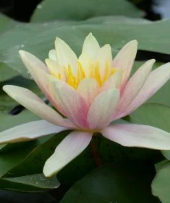 Roots Plants Large Water Lily | Nymphaea Paul Hariot