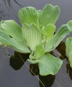 Roots Plants 5 Water Lettuce | Pistia Stratiotes | 9cm Pots