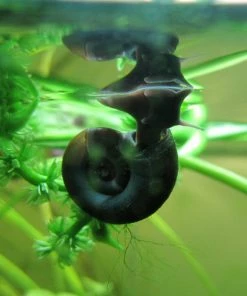Roots Plants 5 Ramshorn Snails | Planorbis Corn