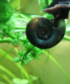 Roots Plants 5 Ramshorn Snails | Planorbis Corn