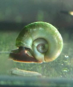 Roots Plants 5 Ramshorn Snails | Planorbis Corn