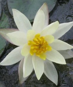Roots Plants Yellow Dwarf Water Lily | Nymphaea Pygmaea Helvola