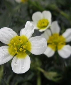 Roots Plants Miniature Pond Collection | 6 X 1L Pots All Pond Plants