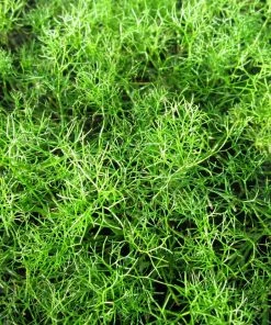 Roots Plants All Pond Plants Best Pond Plants For Any Size Pond | All In One | Oxygenating & Wildlife | Flowers & Structure 16 Roots Plants All Pond Plants Best Pond Plants For Any Size Pond | All In One | Oxygenating & Wildlife | Flowers & Structure