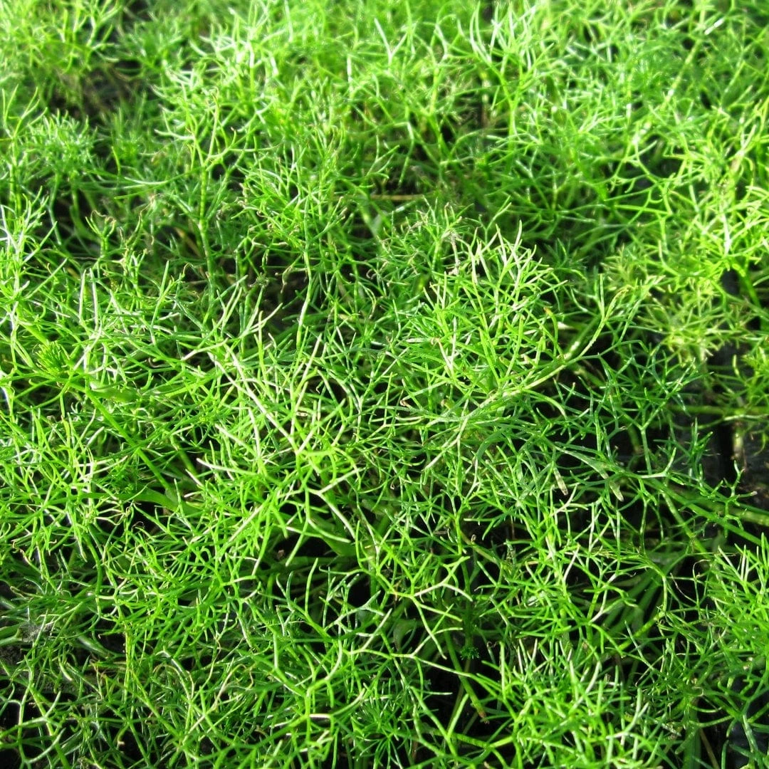 Roots Plants All Pond Plants Best Pond Plants For Any Size Pond | All In One | Oxygenating & Wildlife | Flowers & Structure Roots Plants All Pond Plants Best Pond Plants For Any Size Pond | All In One | Oxygenating & Wildlife | Flowers & Structure