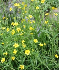 Roots Plants All Pond Plants Lesser Spearwort | Ranunculus Flammula